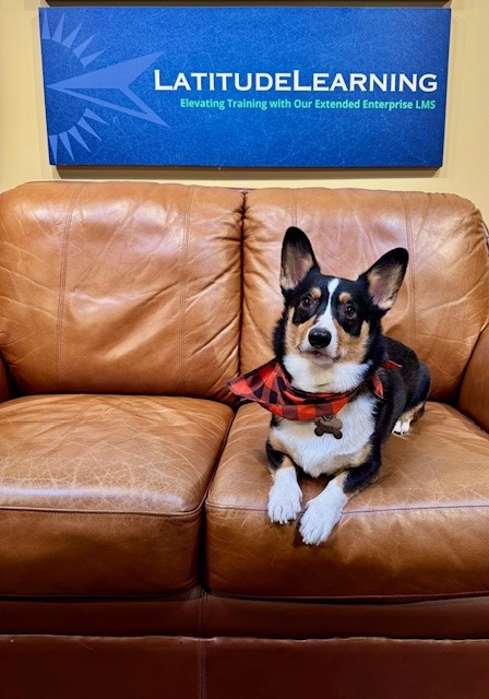 Pembroke Welsh Corgi